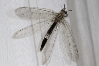 *(17230) Un Fourmilion (Neuroptre - Myrmeleontidae - Synclisis baetica)